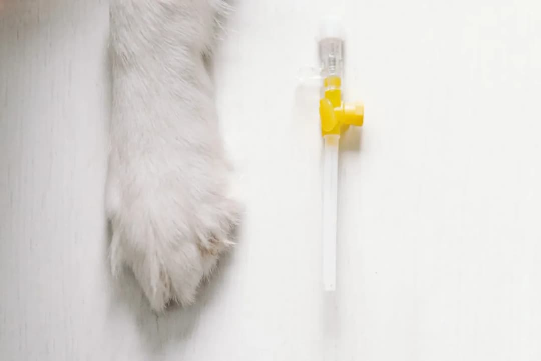 Czy uśpienie psa to grzech? Zrozum moralne dylematy tej decyzji