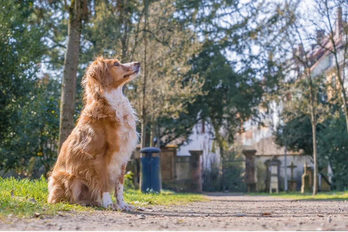Czy można iść z psem na cmentarz? Oto co musisz wiedzieć