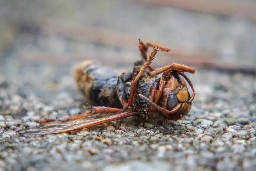 Czy zabicie owada to grzech? Moralne dylematy i różne perspektywy