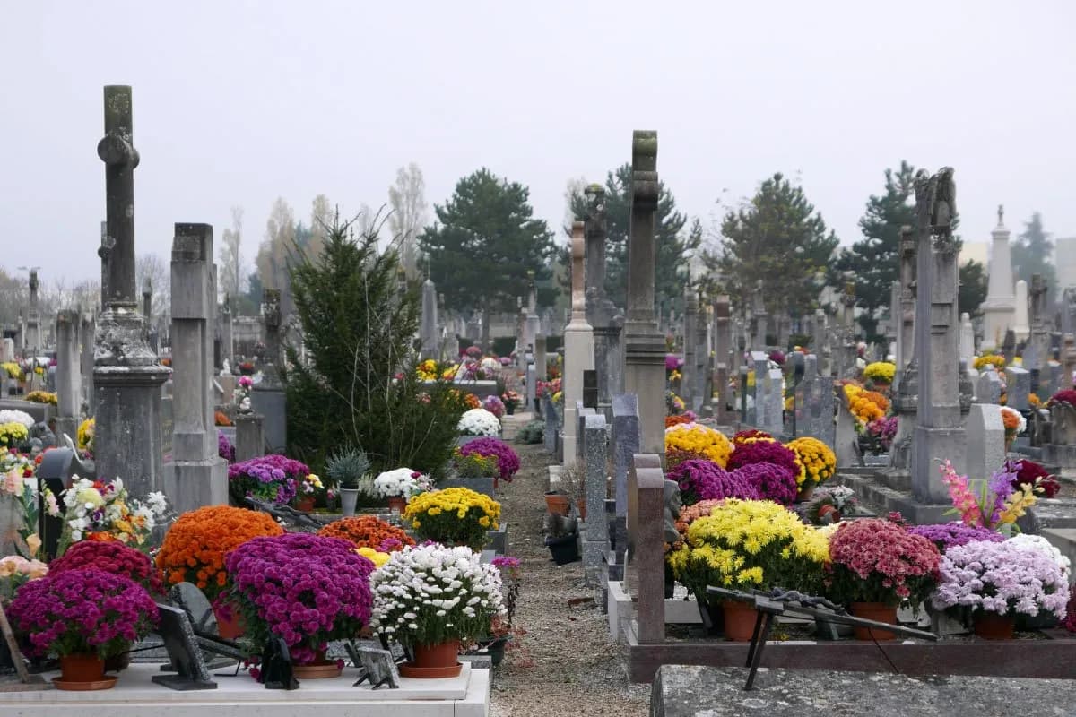 Jakie kwiaty na cmentarz zimą – trwałe rośliny, które przetrwają mrozy