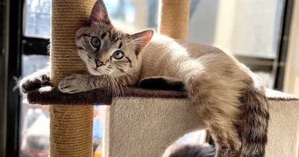 Czy koty mają duszę? Filozofia, religia i emocje o duszy zwierząt